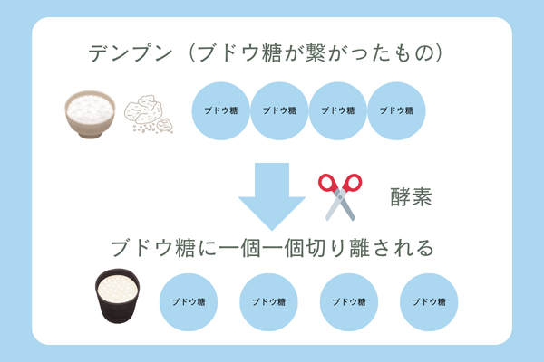 麹甘酒が甘くなる発酵の仕組み